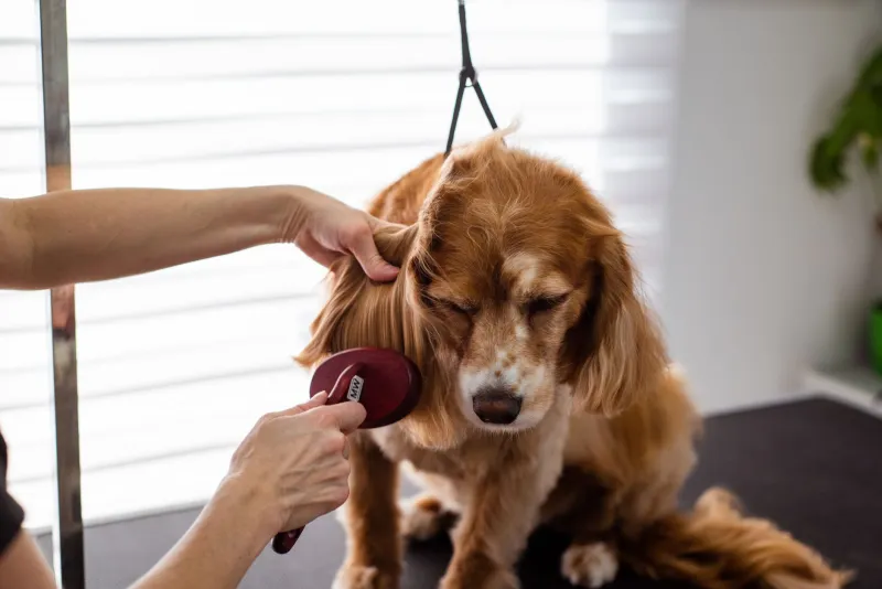 Paws, Referrals, and Zero Corporate Markup: How GTA Pet Owners Are Building Their Own Care Networks